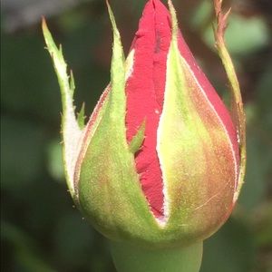 Meet your Posher, Fred